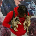 ctg_kennels profile picture