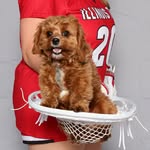 cubby.the.cavapoo profile picture