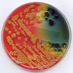 cultured_science profile picture