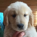 culverthegoldenboy profile picture