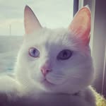 cumulofnimbus profile picture