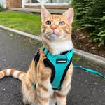 cupcake_the_tabby profile picture