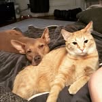 cupofchow profile picture