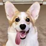 cuppy_the_corgi profile picture