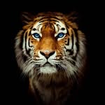 curo83 profile picture