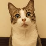 cutecat0828 profile picture