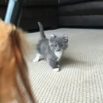 cutecats.official profile picture