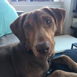 cutedogbarkley profile picture