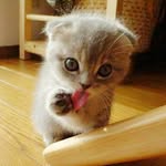 cuteeebabyanimalsss profile picture