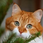 cute_ginger_cat profile picture