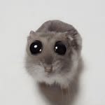 cute_indian_videos profile picture