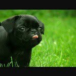 cute_puppy_lover8 profile picture