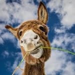 cutest.farm profile picture
