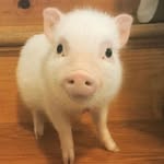 cutest.pigs profile picture