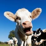 cutest_cows profile picture