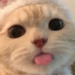 cutiecatshow profile picture