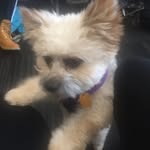 cutiepiekenzo profile picture