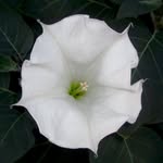 cvsee profile picture