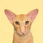 cyrilthestunning profile picture