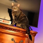 czarrioz211 profile picture