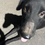 d0llskis profile picture