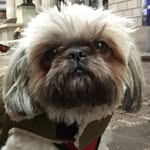 dabeardedlady profile picture