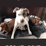 dachshund_6_and_max_the_pit profile picture