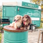 dachshund_coffee_annann profile picture