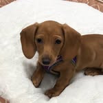 dachshundsofmiami profile picture