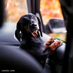 dachshunz_usa profile picture