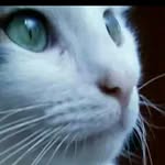 dadiya__koukou__ben profile picture