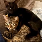 dadofgothcats profile picture