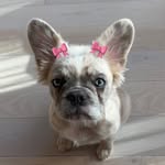 dafluffybabiez profile picture