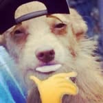 daft.lazo profile picture