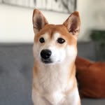 dagnysan profile picture