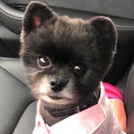 dahliadoggy profile picture