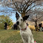 dahliarodrigues profile picture