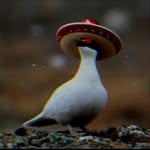 daily.awebo profile picture