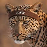 dailybabyk profile picture