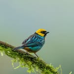 dailybirdshow profile picture