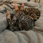 dailycatgems profile picture
