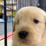 dailyouppy profile picture