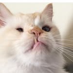 dailyzombiecat profile picture