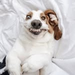 daisy.the.basset profile picture