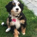 daisy.the.bernedoodle profile picture