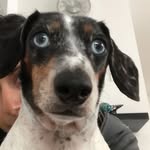 daisy.the.derpy.dachshund profile picture
