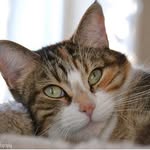daisycatphotography profile picture