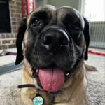 daisydoothemastiff profile picture