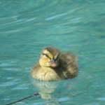 daisyducktales profile picture