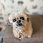 daisymaymix profile picture